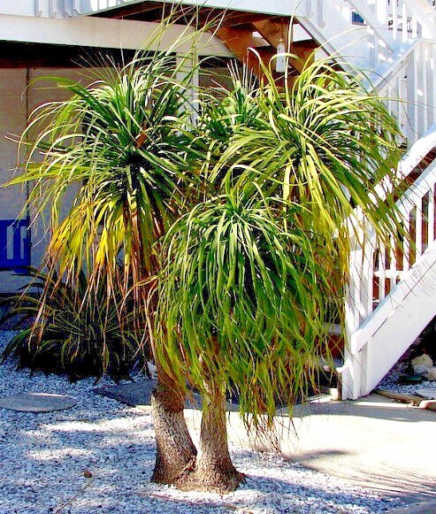 Ponytail Palm Tree Seeds (Beaucarnea recurvata) Elephant Foot Indoor House Plant