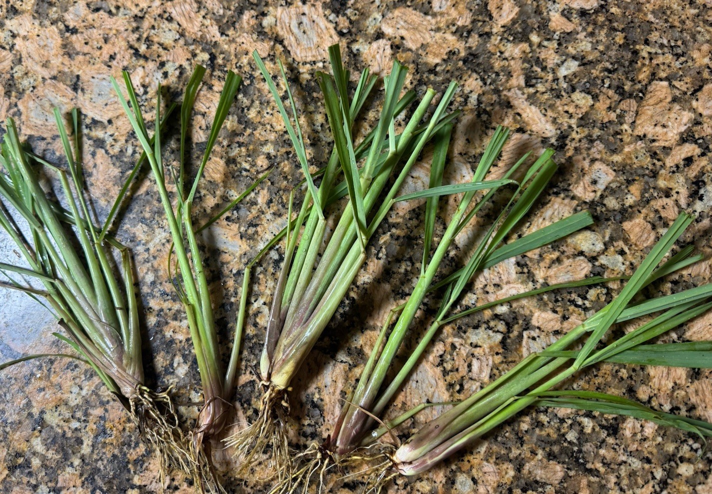 5 Lemongrass Stalks Fully Rooted Ready To Plant (Organic)
