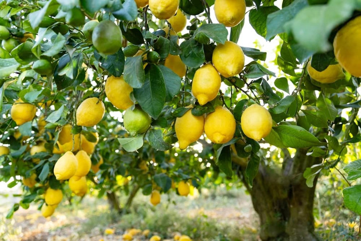 Meyers Lemon Tree 8-12 inchs