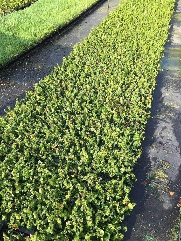 Creeping Fig Plant Ficus Pumila Climbing Vine – 30 Live Fully Rooted Plants