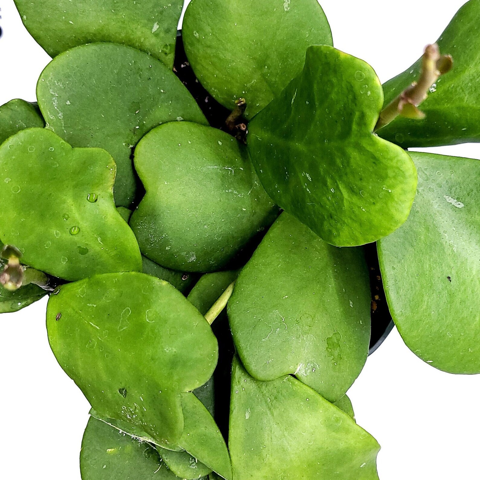 Hoya Kerri Wax Plant 4″ Pot 3 to 4 leaves with soil – Ships from California