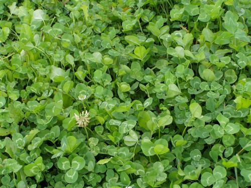 50 Lbs White LADINO CLOVER SEED For Deer Food Plot Bees Goats Chickens Pasture