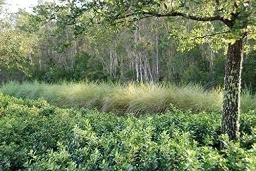 Sand Cord Grass | Live Plants | Spartina Bakeri | Drought Tolerant Low…