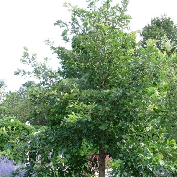 3 Swamp White Oak Tree 12-24″ Quercus bicolor Bare Root
