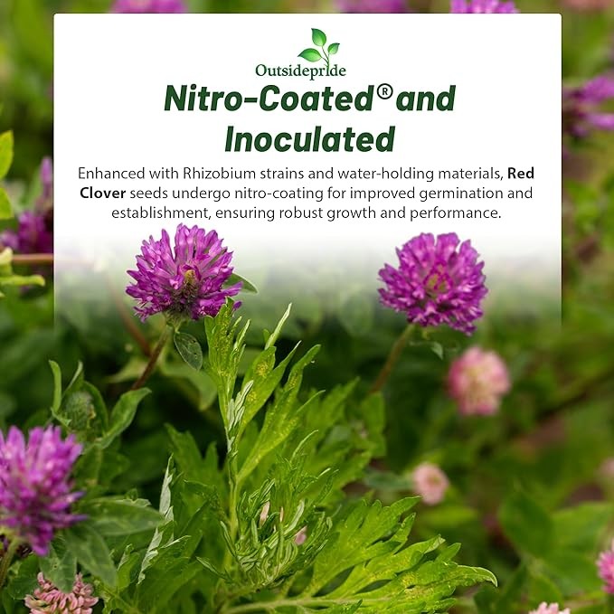 2 LBS – Inoculated Red Clover Seeds – Trifolium Pratense Clover