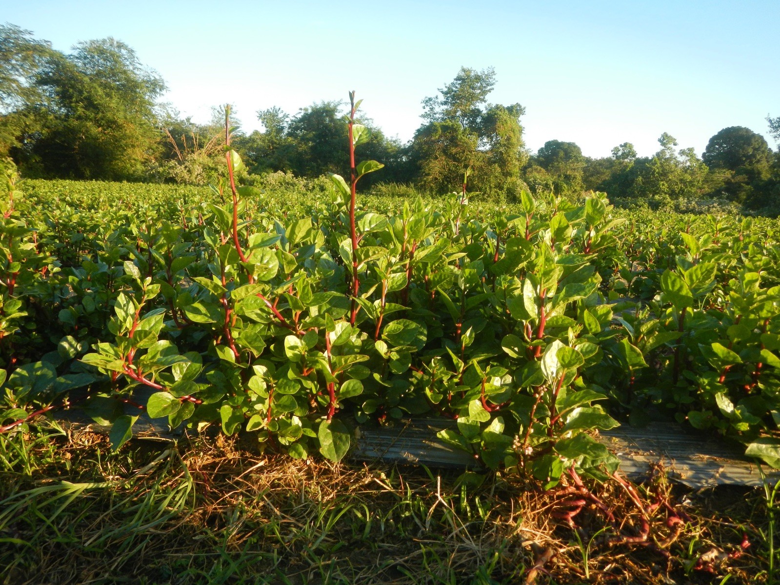 Basella rubra 40 Seeds – Red Malabar Spinach