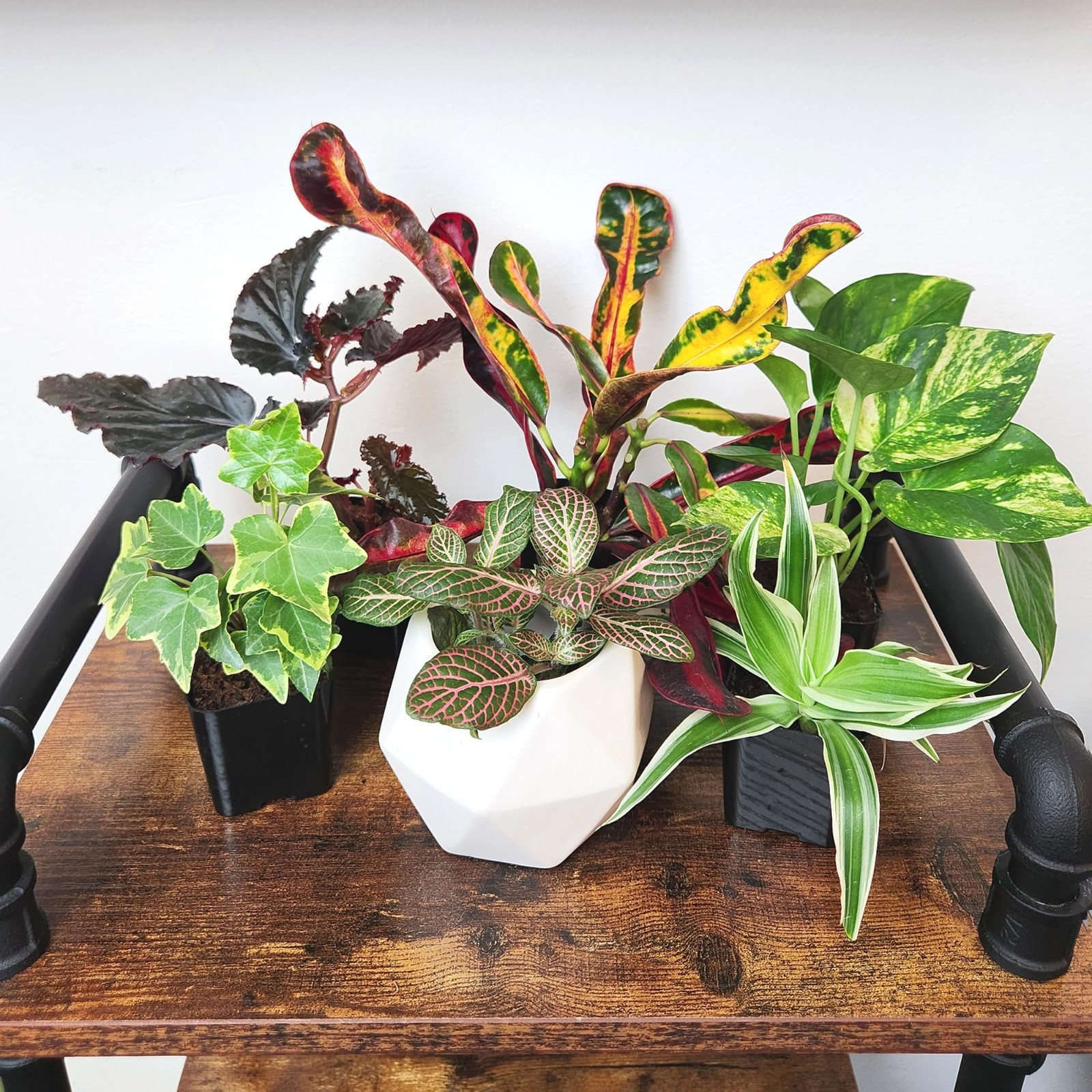 6 Pack Assorted Air Purifying Indoor Plants – Easy Care Houseplants in Pots