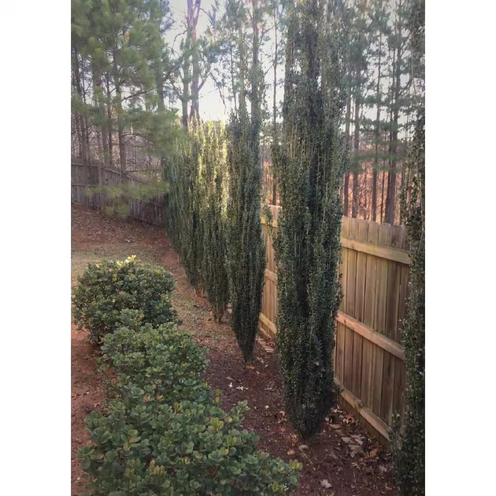 Sky Pencil Holly Plant Japanese Evergreen Shrub Live Privacy Hedge 2.5 Qt Pot