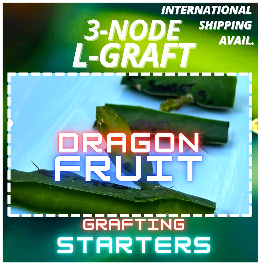 Arizona Purple Dragon Fruit