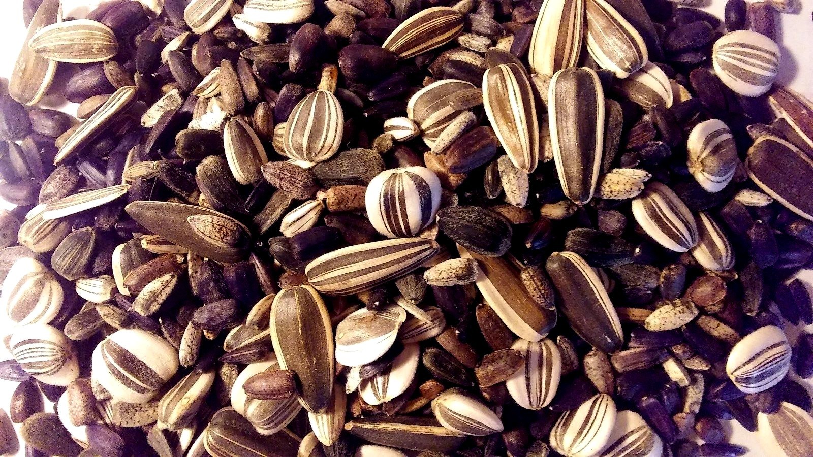 Custom Sunflower Seed Mix (30 Seeds) 30 KINDS of Ornamental Sunflowers in Mix!