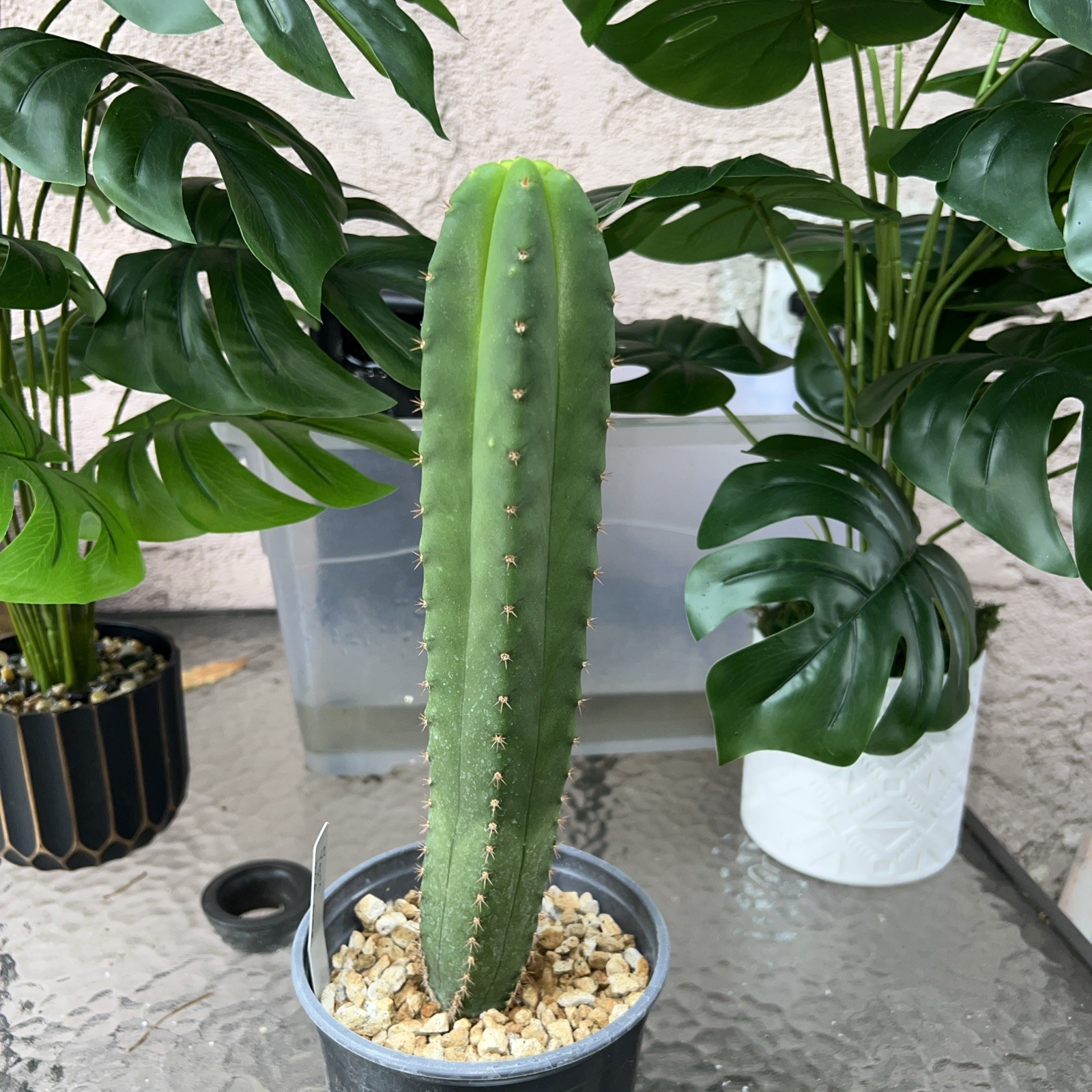 Colossus X SS02 X SS01 (10 Inches) Seed Grown ⭐️🤙🏽