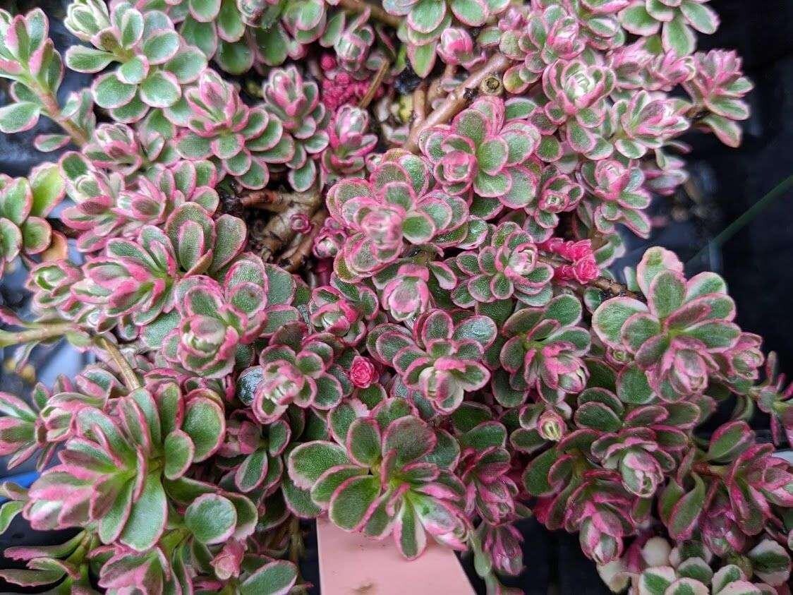 Sedum Spurium ‘Fuldaglut’ (Caucasian Stonecrop) Pot