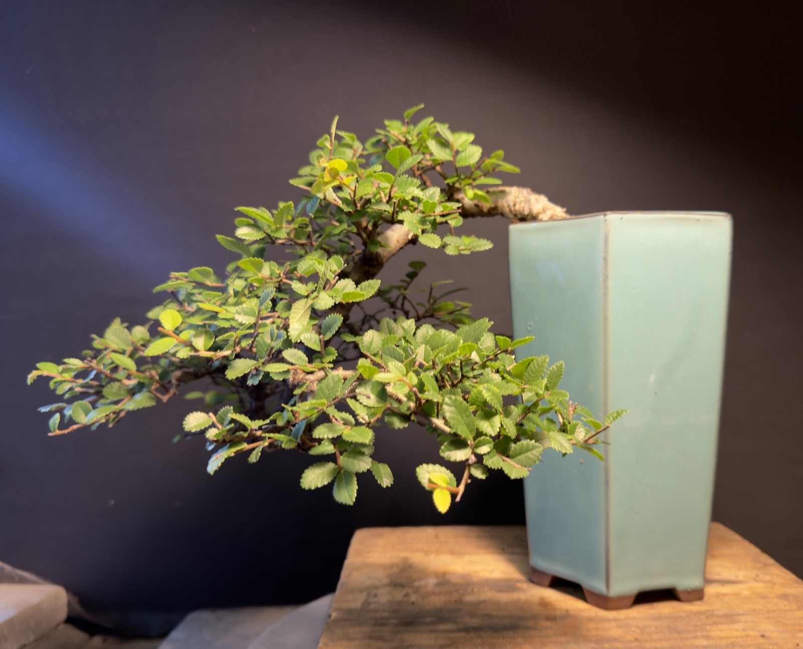 Bonsai Tree Cork Bark Chinese Elm Cascade From Root Cutting Quality Chinese Pot