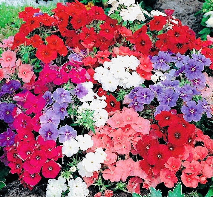 PHLOX MIX FLOWER SEEDS NON GMO FRESH HARVEST FREE SHIPPING