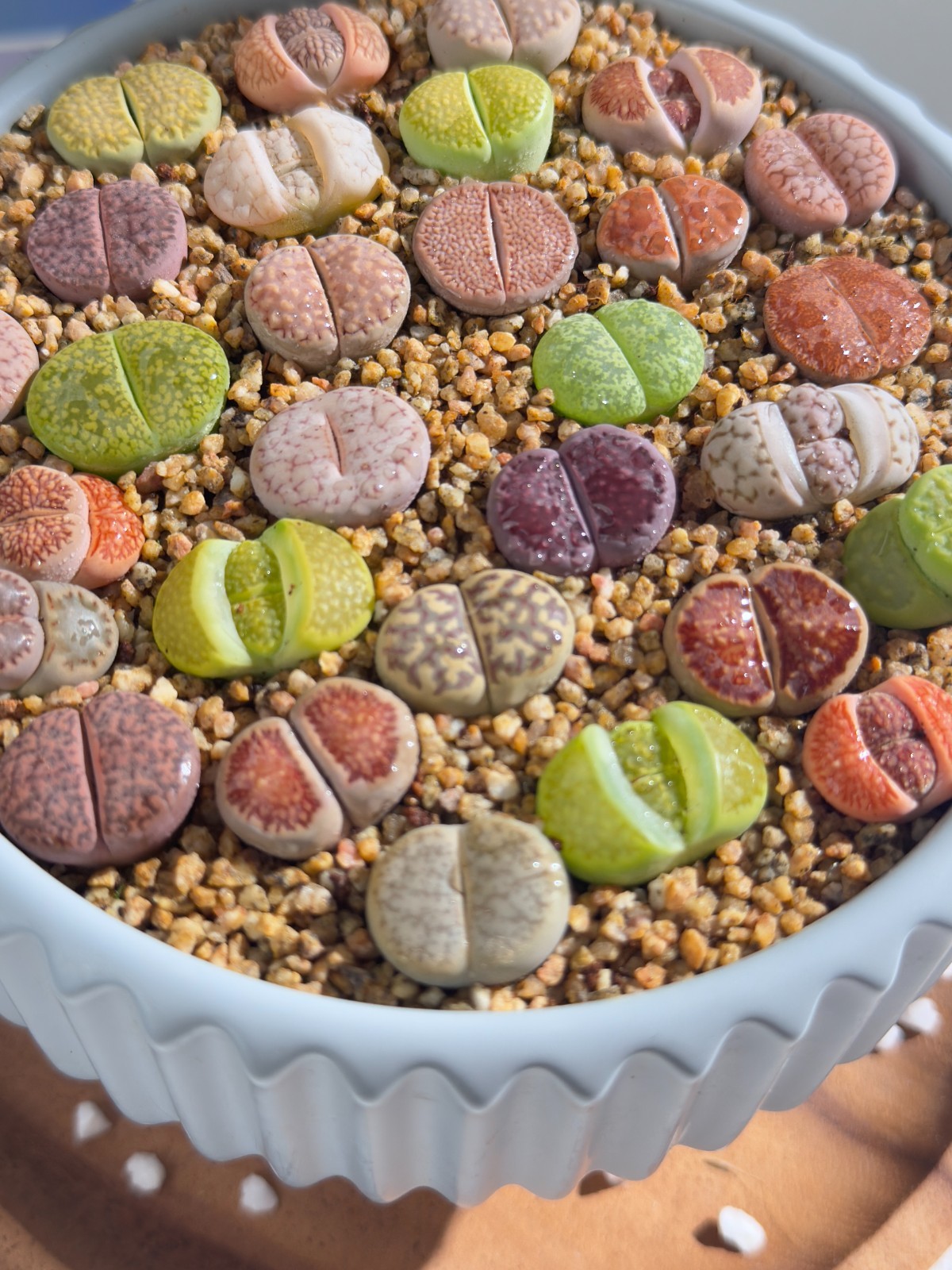 Live 10pc Lithops assorted succulents, 0.6-0.8″ Bare root Wedding Favors