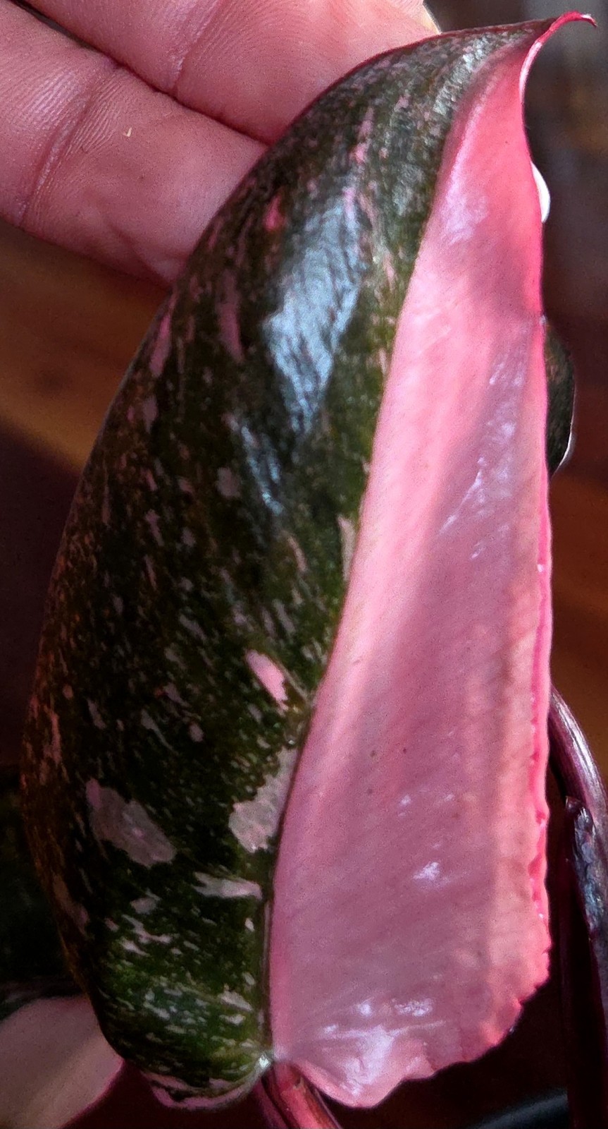 Rare Philodendron Dark Cherry Princess Galaxy 15″ Wide Not Monstera Anthurium