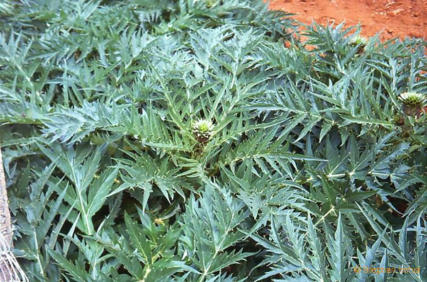 Globe Artichoke, Cynara scolymus, Seeds (Fast, Edible, Showy)