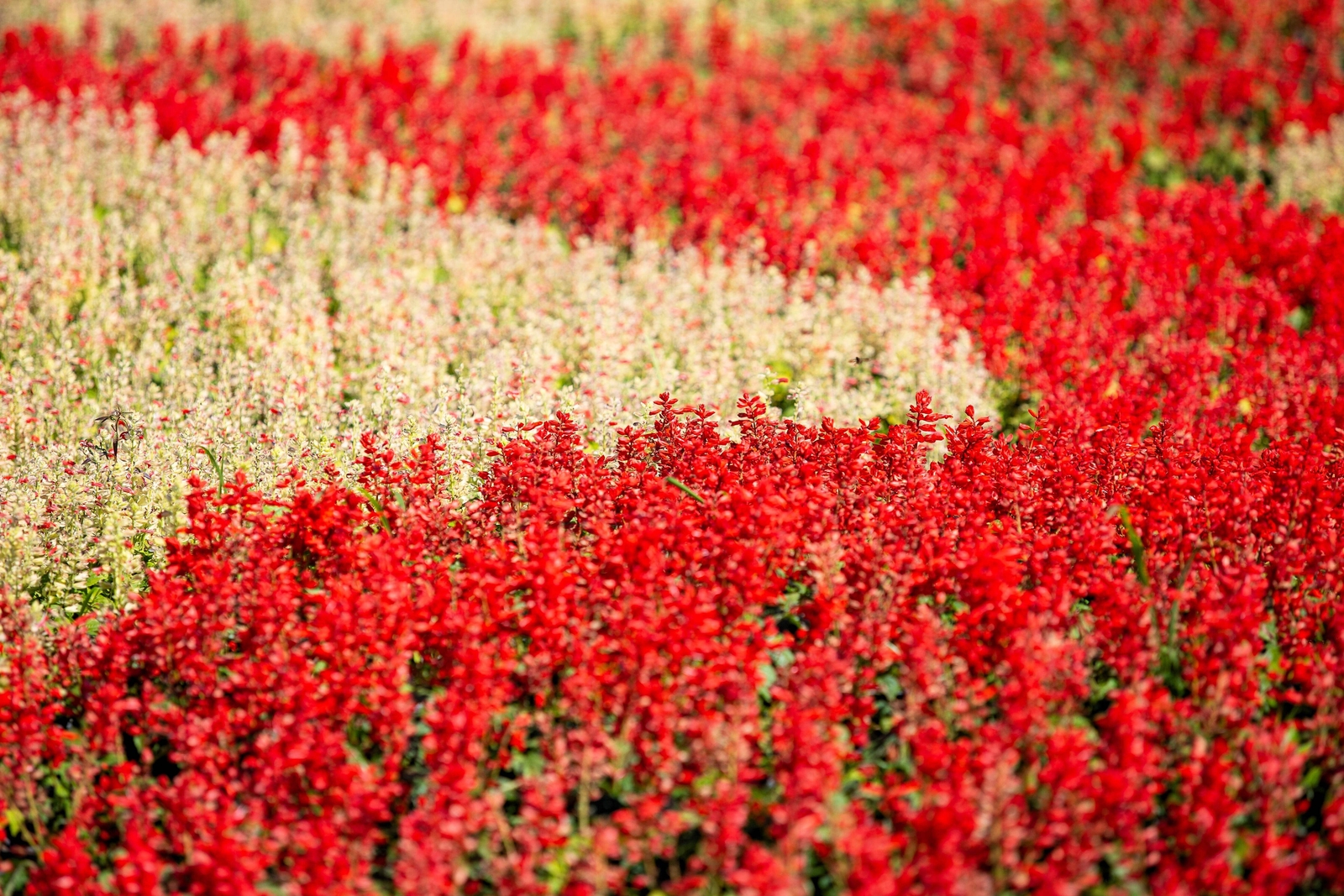 100 PALISADES MIXED COLORS SALVIA Viridis Horminum Sage Flower Seeds *Flat S/H