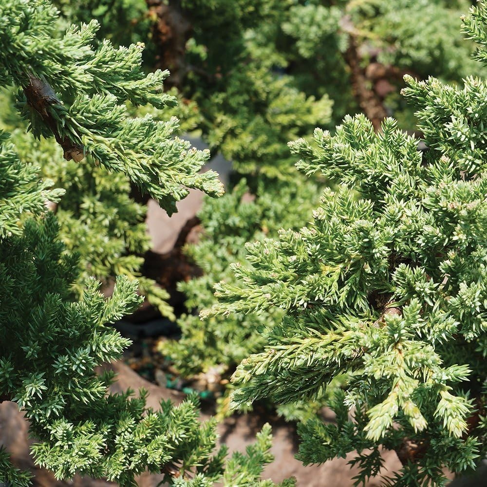 Beginner-Friendly Green Mound Juniper Bonsai Tree – Low Maintenance & Charming