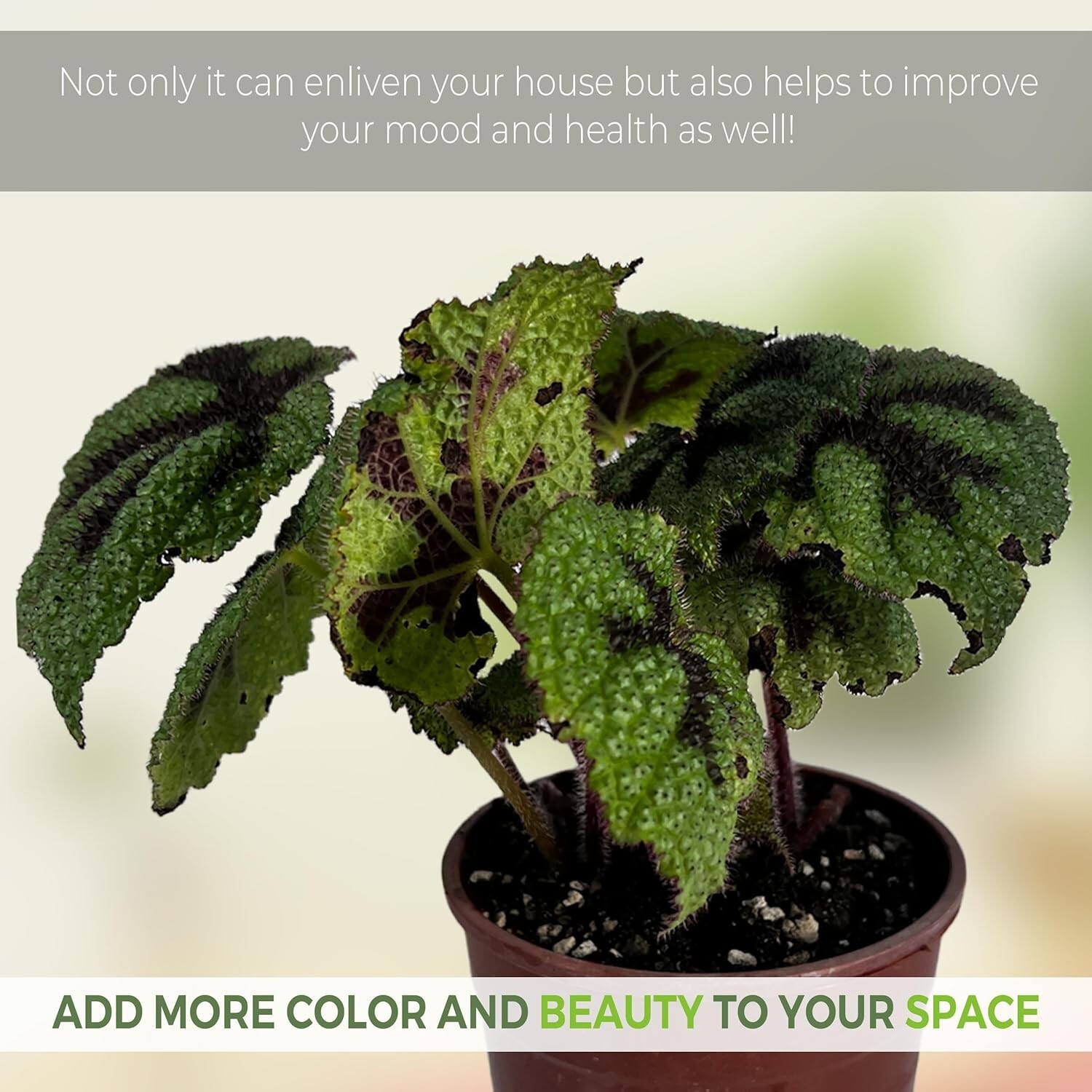 Begonia Cruz de Hierro (2pack) – LEAL PLANTS ECUADOR | Live Painted Leaf Begonia
