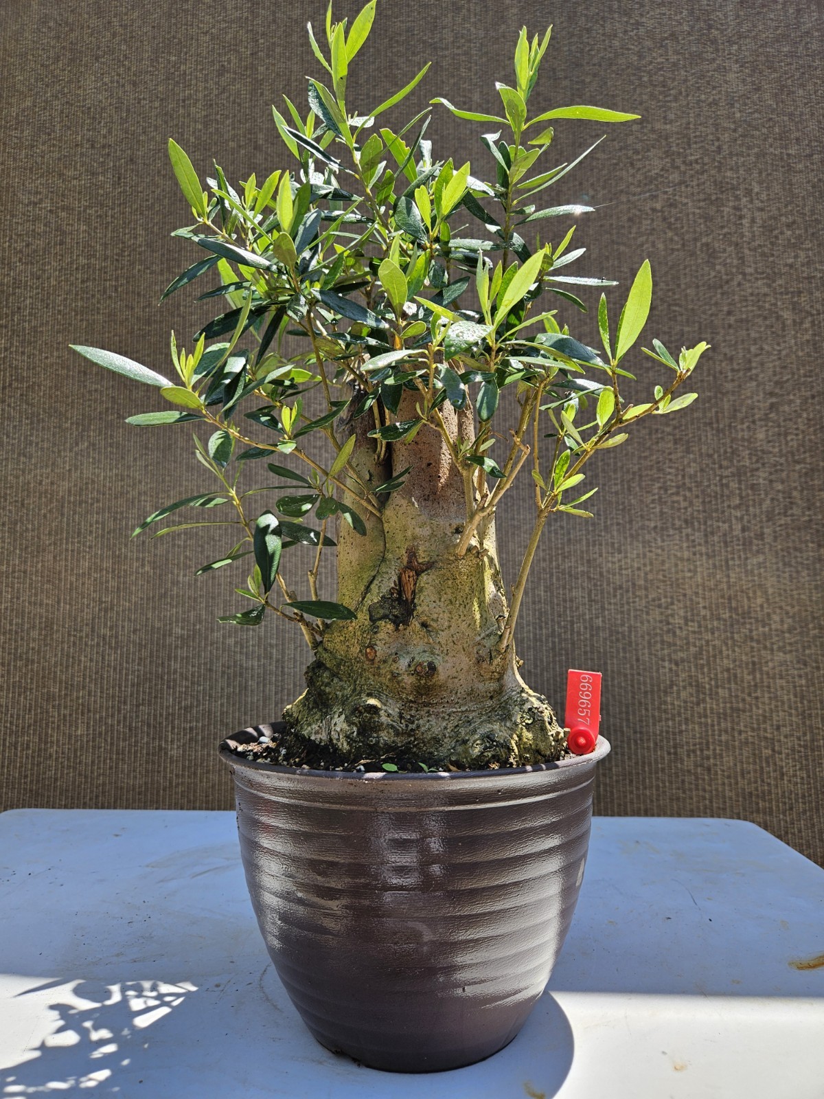 Old Fruiting Olive Bonsai Tree,,, SALE