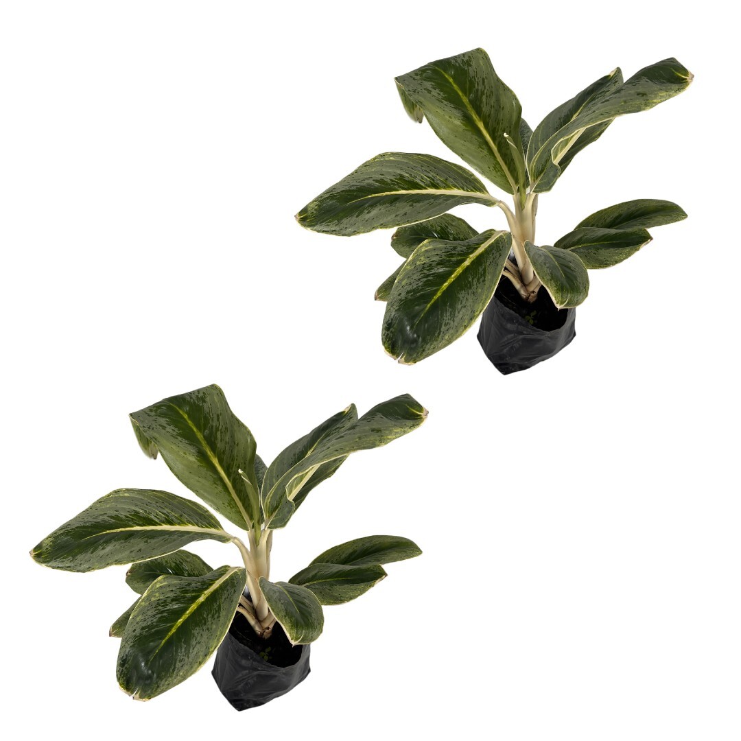 Aglaonema King of Siam by LEAL PLANTS ECUADOR | Chinese Evergreen |Natural Décor