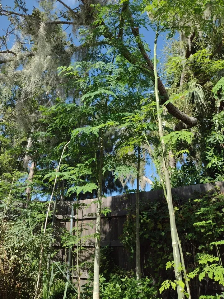 25 Organic Moringa Seeds from Florida USA Moringa Oleifera Drumstick Tree