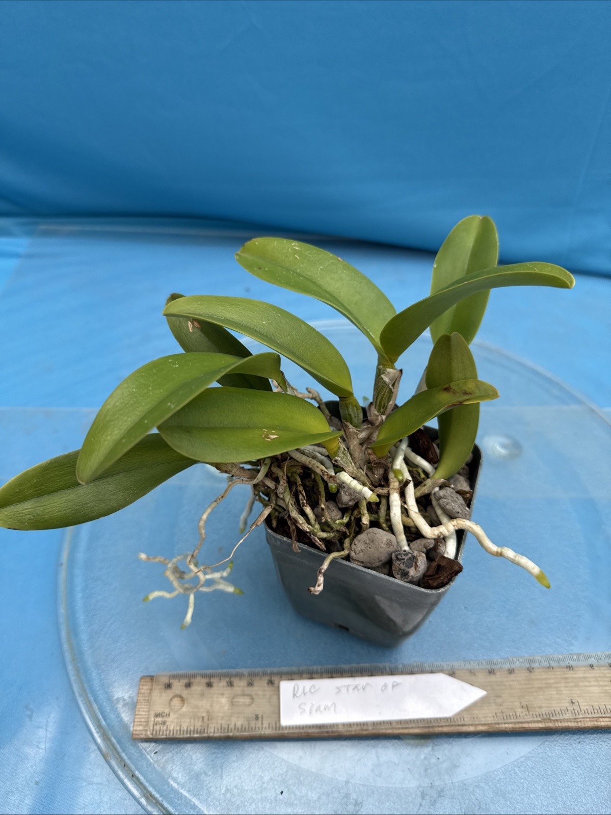 Rlc Star Of Siam Red Yellow Pink Fragrant Mericlone Orchid Hybrid 4” Pot