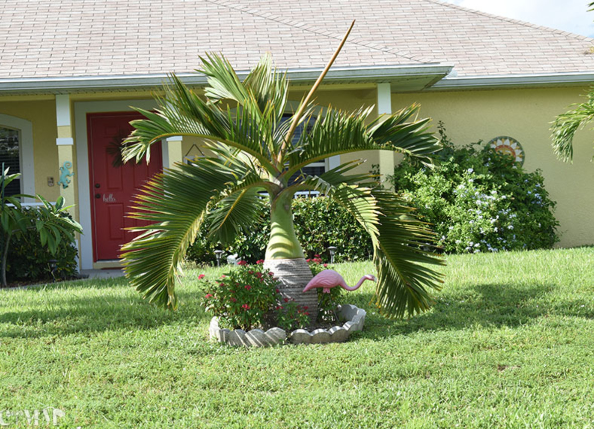 Live Bottle Palm (Single) Plant – 3 Gal – Tropical Ornamental Palm