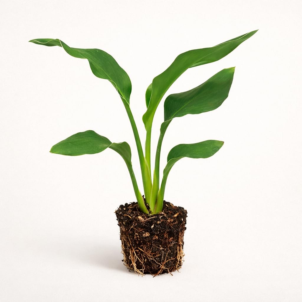 PLANT NOOK Orange Bird of Paradise Live Plant Starter Plug | Strelitzia Reginae