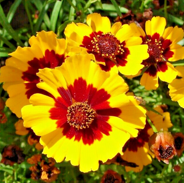 5000 COREOPSIS TINCTORIA Seeds (Dwarf Plains Coreopsis) Annual Garden Flower