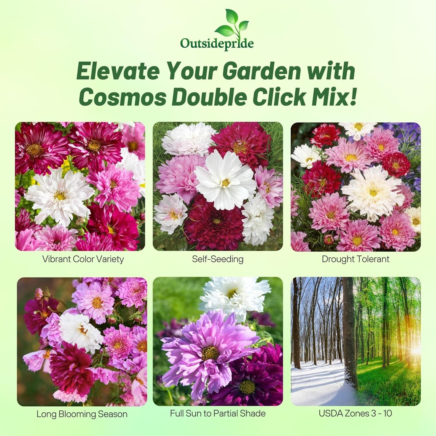 50 Seeds Drought Tolerant Cosmos Bipinnatus Double Click Garden Flower Plant