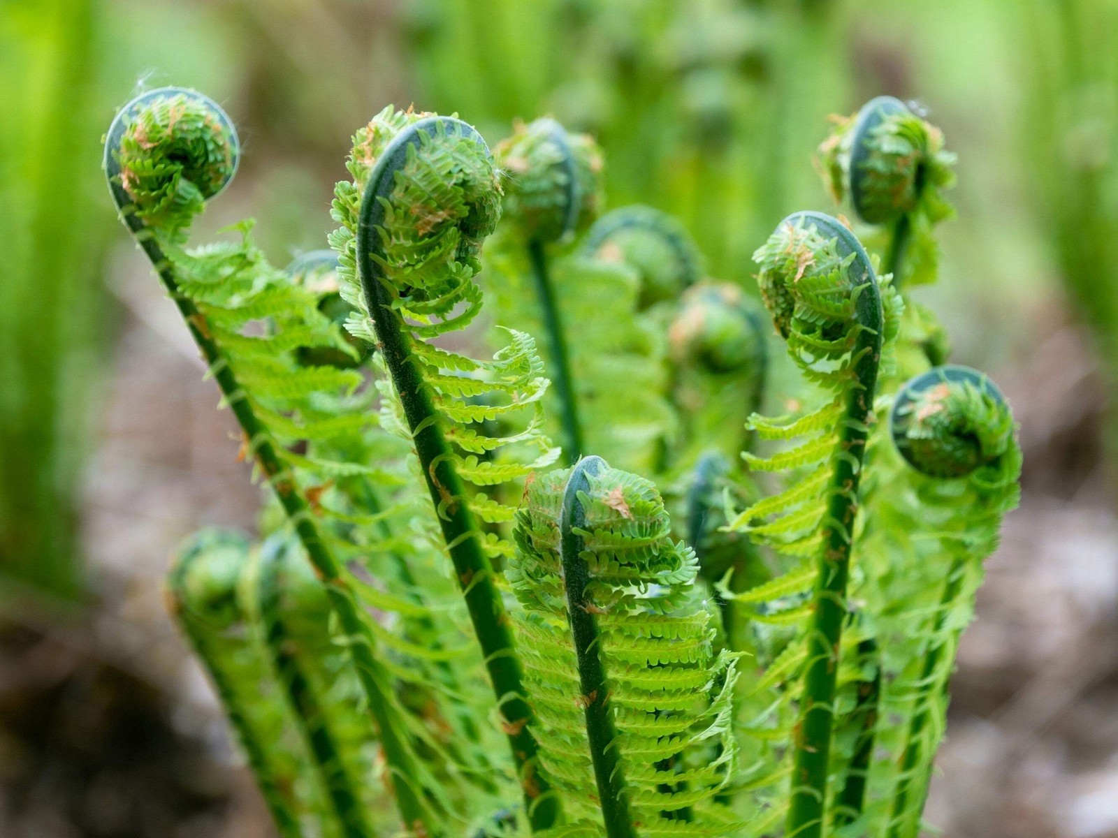 1000 + SENSITIVE FERN Onoclea Sensibilis aka Bead Sympathy Spores Seeds