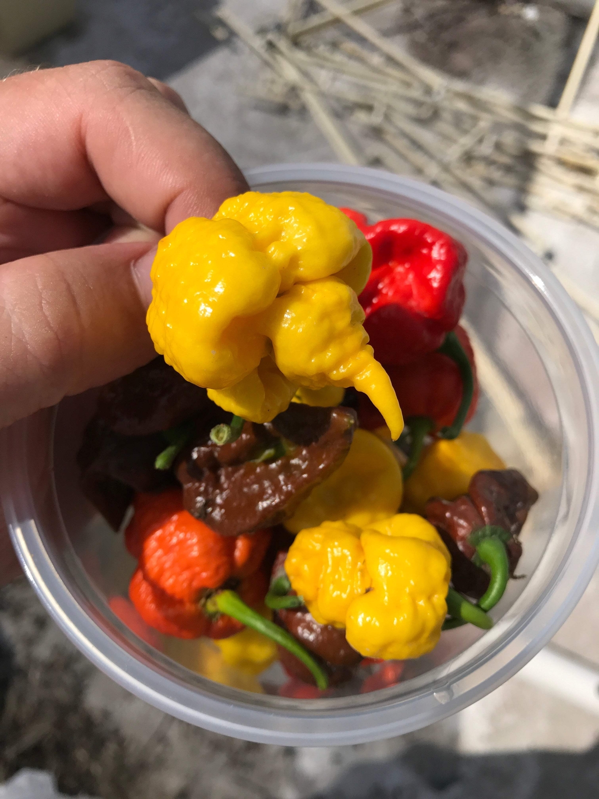 10 Yellow CAROLINA REAPER PEPPER World’s Hottest Capsicum Chinense Chili Seeds