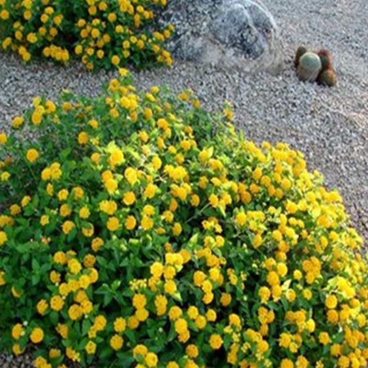 New Gold Lantana BUY 2 GET 1 FREE