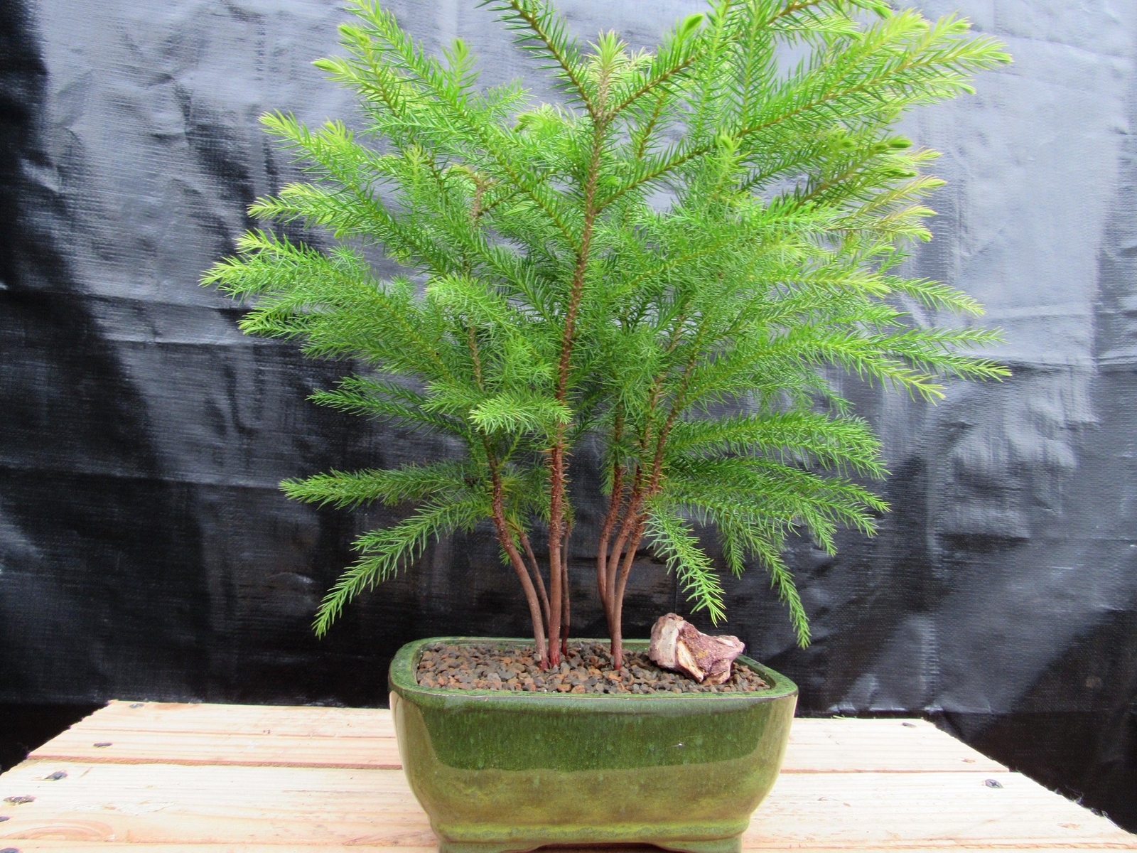 Norfolk Island Pine Bonsai 3 Tree Forest
