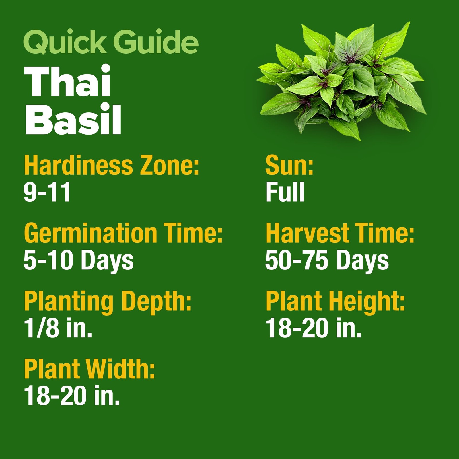 HOME GROWN Thai Basil Seeds Pack – 438 High Germination 1-Pack, Green