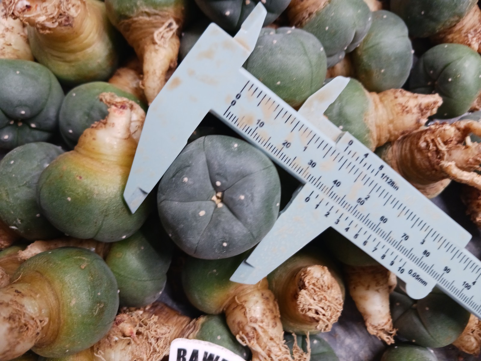 Astrophytum Aztekium Flowering Size 1.2 in self fertile texana cactus