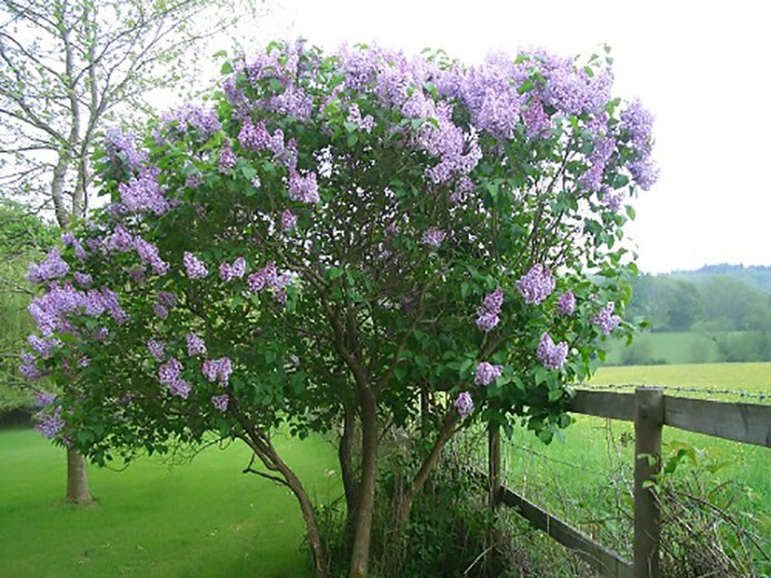 French Lilac, Syringa vulgaris, Shrub Seeds