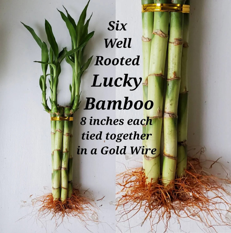 6 Lucky Bamboo 8 inches Tied in Gold Wire, Home Decor, Office Desk, Aquatic