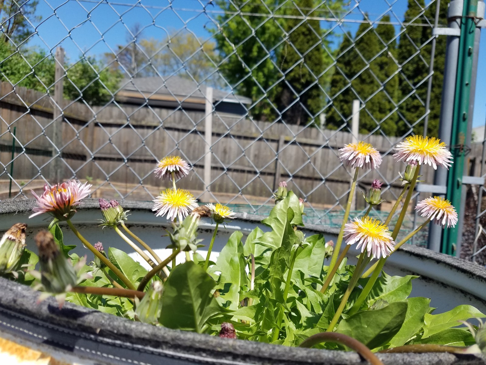 Pink Dandelion Seeds RARE 10 Organic Seeds *FREE SHIPPING*