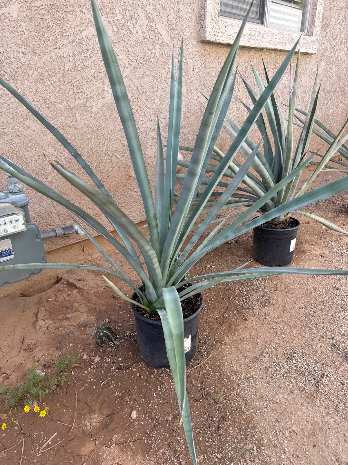 4 – Tequila BLUE AGAVE PLANTS – 5 gal, 3’x3′, 3 yrs old – $95ea. – $390 total