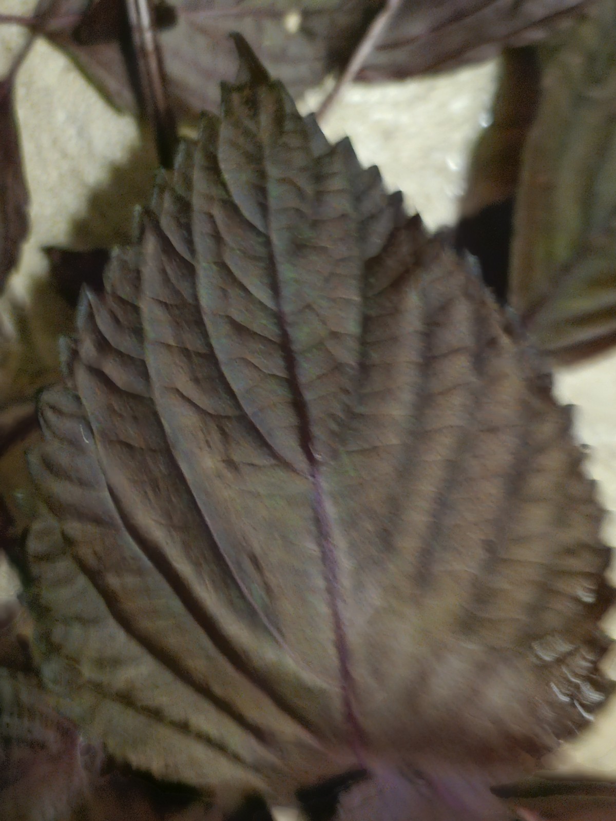 8 Purple Perilla Live plants Basil Beefsteak Japanese Flowers organic