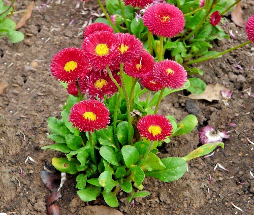 401+ENGLISH DAISY MIX Flower Seeds European Wildflower Early Blooms Groundcover