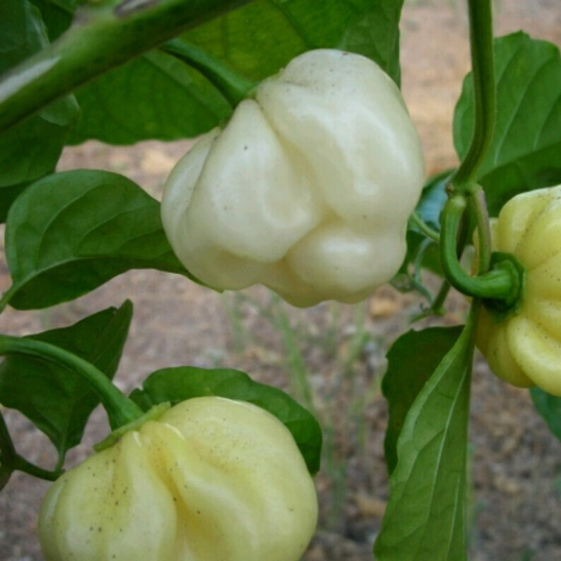 Trinidad 7 Pot (pod) WHITE 10 Seeds very rare Hot pepper Extreme Spice Heirloom
