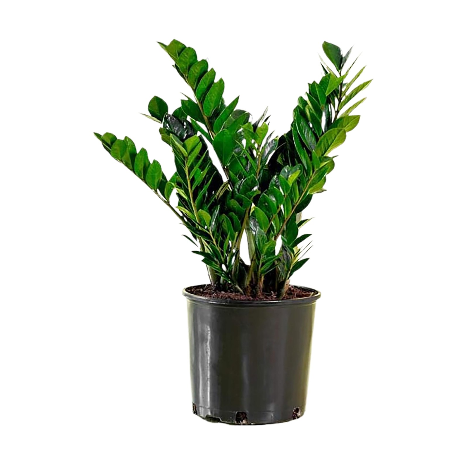 ZZ Plant ‘Zanzibar Gem’ – 6-Inch Pot – Live Easy Care Drought-Tolerant Housep…