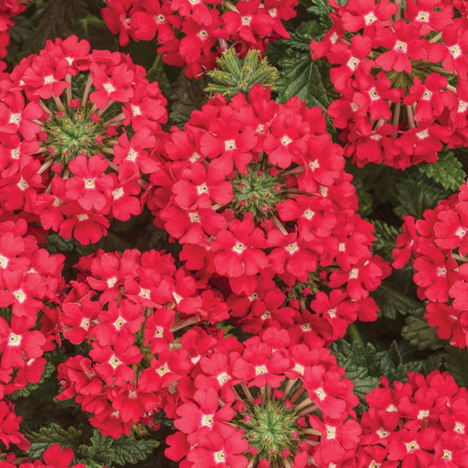 50 Scarlet Verbena Seeds Groundcover Tender Perennial Bees Seed Flower