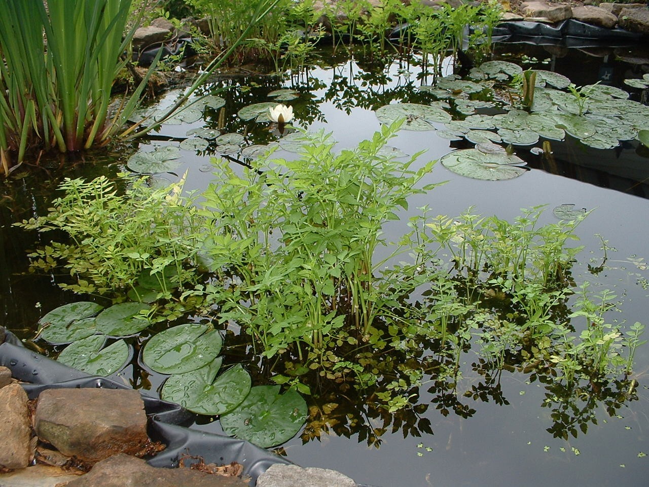 10 Water celery Pond Plant Bog/Marginal plant