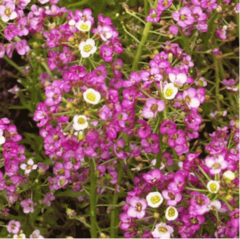 Alyssum Sweet DWARF PINK 4” Groundcover Fragrant Butterflies Non-GMO 1000 Seeds