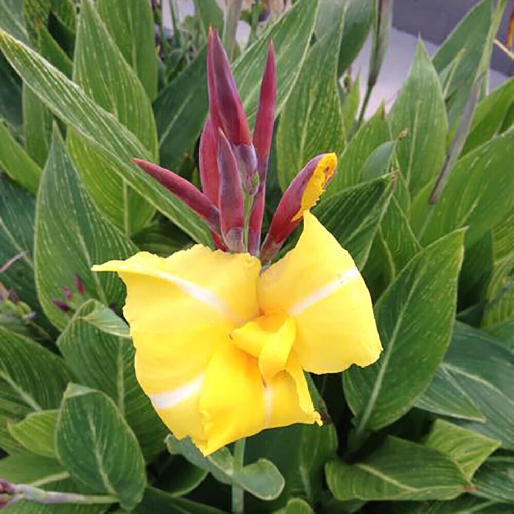 Striped Beauty Yellow water Canna Lily Pond Plant Bog Marginal